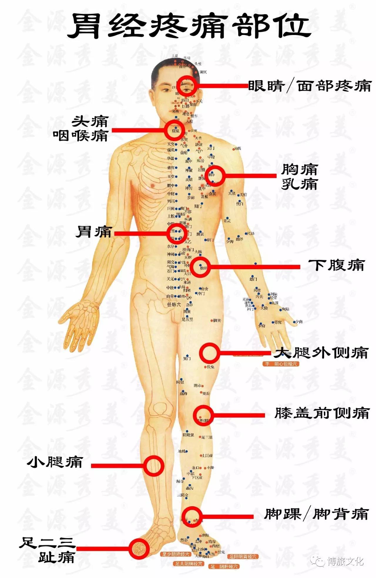 属胃络脾,与足太阴脾经相表里.总共45穴.