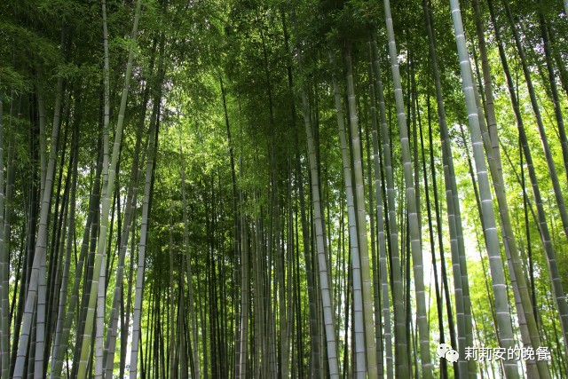 京都清静之旅 覌拝宁宁的高台寺