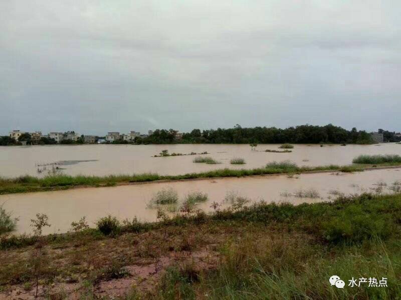 一夜暴雨,北海河流崩堤,3000多亩虾塘全毁!