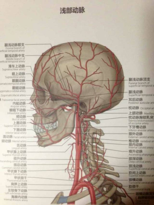 【微整干货】颞部的解剖层次及注射技巧