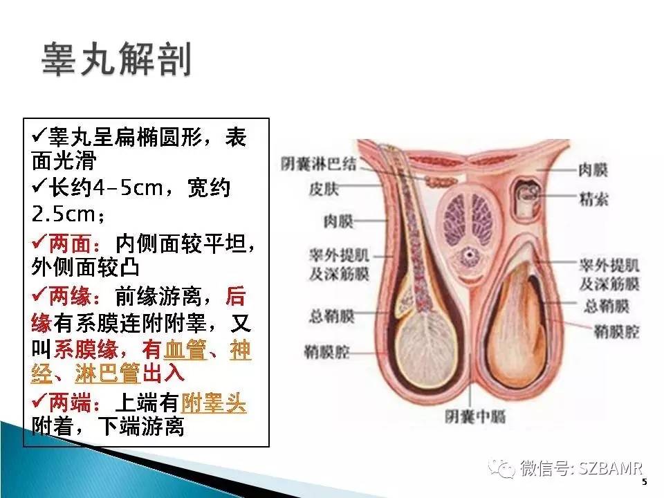 睾丸肿瘤病变mr诊断