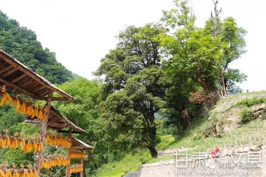 【花满陇南 山水文州】绿水绕青山 白马山寨焕新颜