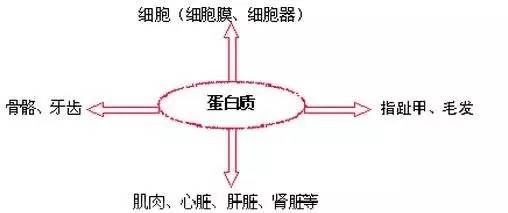 此外,肌肉收缩,血液凝固,物质的运输等生理功能也是由蛋白质