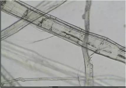 显微镜下的大麻纤维 而且散湿速率大于吸湿速率,使得汗液更快排出