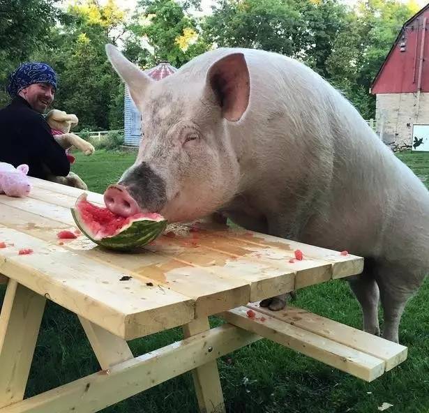 每天睁眼看见一只猪在眼前,是什么体验?