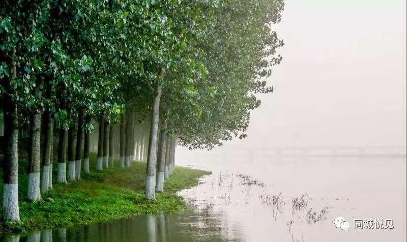 水来了这才是大美沂河淌