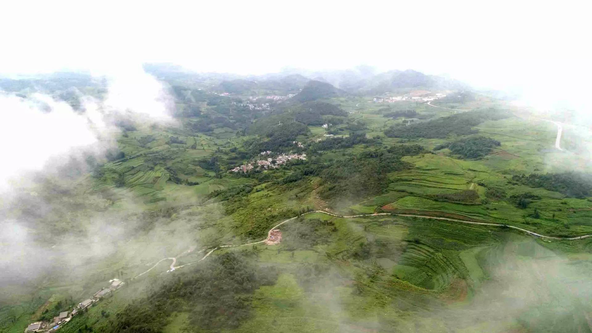 开满向日葵的山岗上