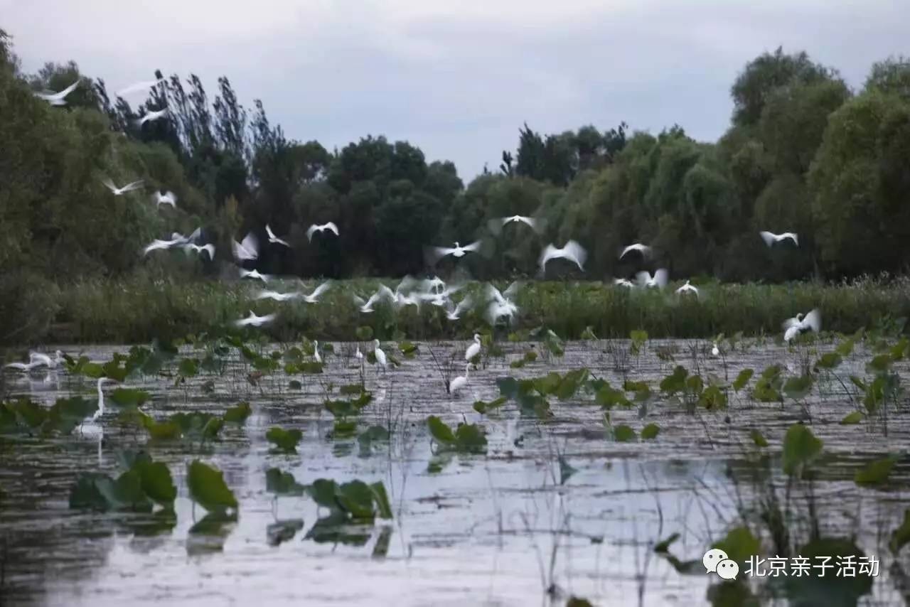 保护湿地绘画图片 珍爱环境保护湿地手抄报 小学生保护湿地绘画小学版