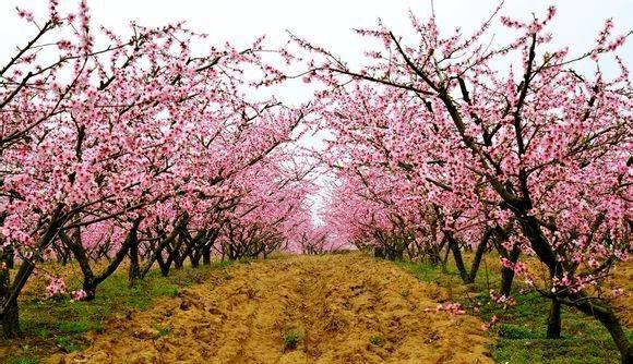 还你一个真实的新野