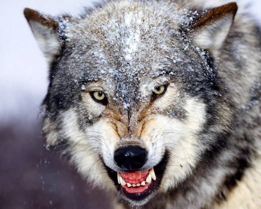 渥太华生物学家去北极科考,半路遇到了"凶猛"的北极狼