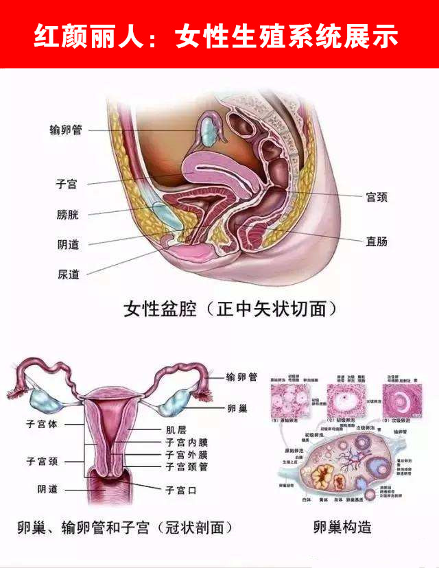 中国人口生殖保健网_...妇女福音,清流生殖健康援助行动 蓝氧 项目启动啦