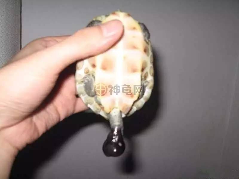 繁殖期的雄龟,肛管或生殖器露出肛门外,将龟拿起来发现外漏的器官上