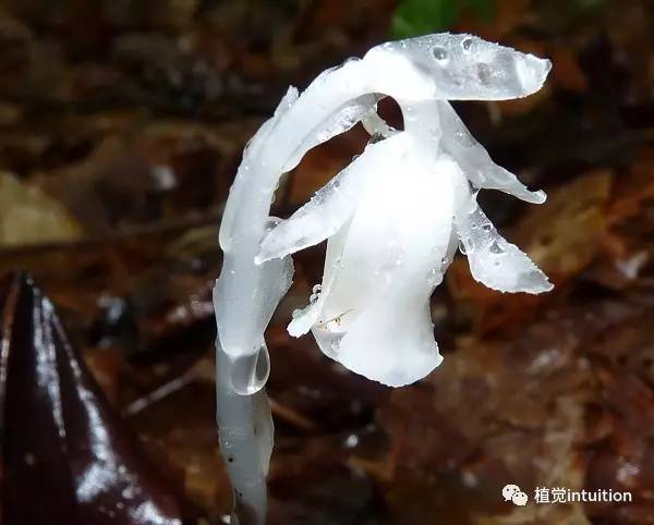 死亡之花?其实是洁白无瑕