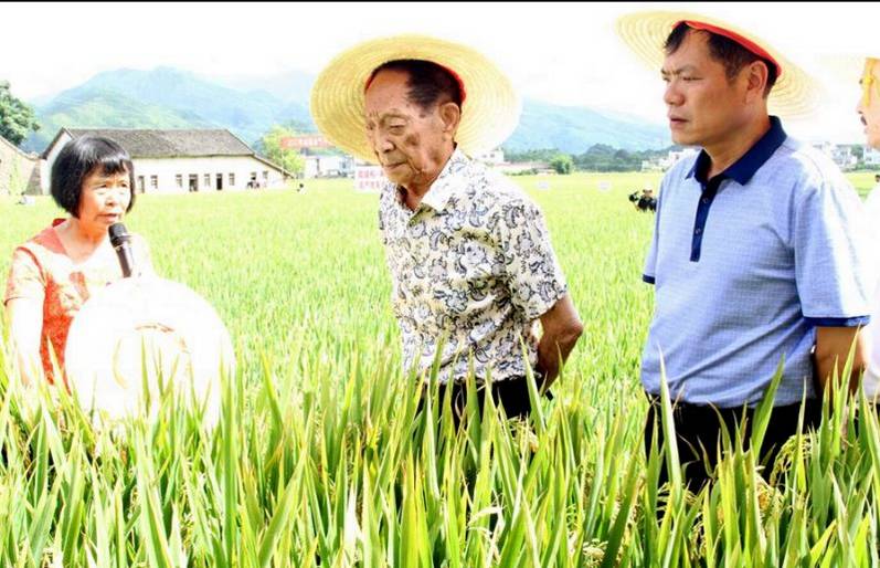 袁隆平在灌阳指导农民种水稻