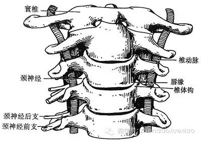 【专业篇】钩椎关节仰旋移位型颈椎病的针刀诊疗