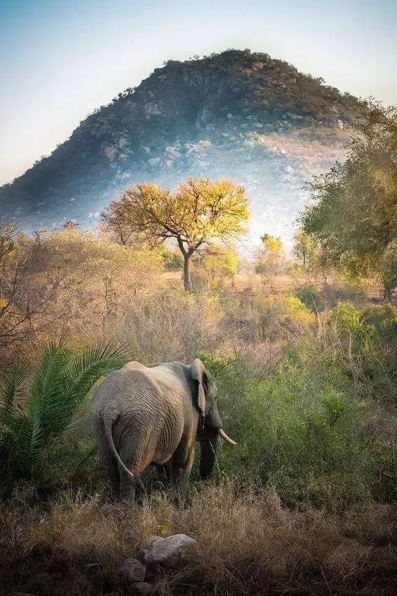 (kruger national park)