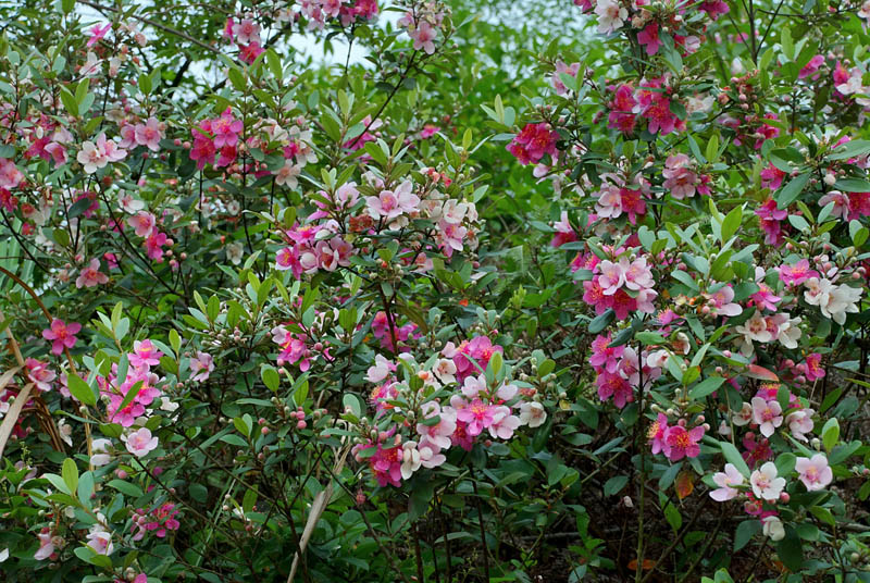 花朵 捻子的花期在 4-5月,捻子花开一大片,粉粉嫩嫩浪漫了整个山野.