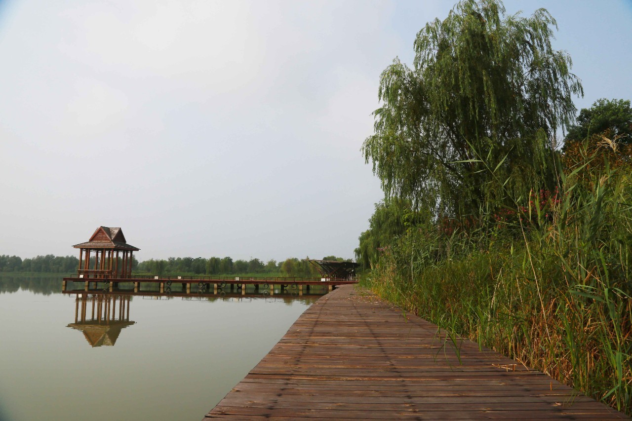 泗洪洪泽湖湿地美丽延续,抓住夏季的小尾巴继续high!