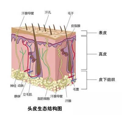 头皮比面部大部分位置的皮肤都要薄