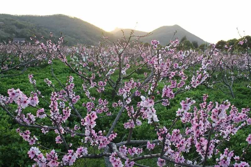 舟山桃花人口_明日方舟山(3)