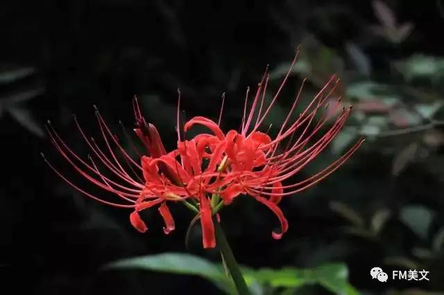 彼岸花,开一千年,落一千年,花叶永不相见.情不为因果,缘注定生死.