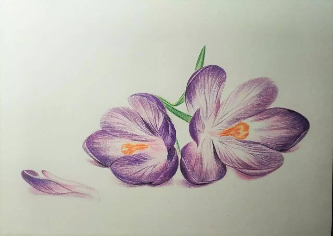 教你用彩铅画两朵紫色的--红番花_搜狐时尚_搜狐网