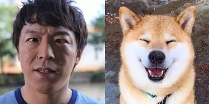 黄渤vs秋田犬/柴犬孙红雷被发现撞脸牛头梗始于《极限挑战,颜王和