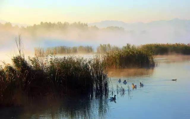 野鸭湖湿地公园一般指北京野鸭湖湿地自然保护区