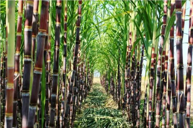 种植面积超过430万亩) 甘蔗产量以及糖产量均占的之一 广西的