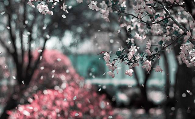 眼望落花飘作雨,梦随飞絮化为风. 东篱把酒观云彩