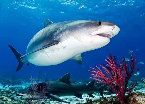 超级大鲨鱼 黑鳍鲨和白鳍鲨,体长3.5米,体重可至100公斤左右.