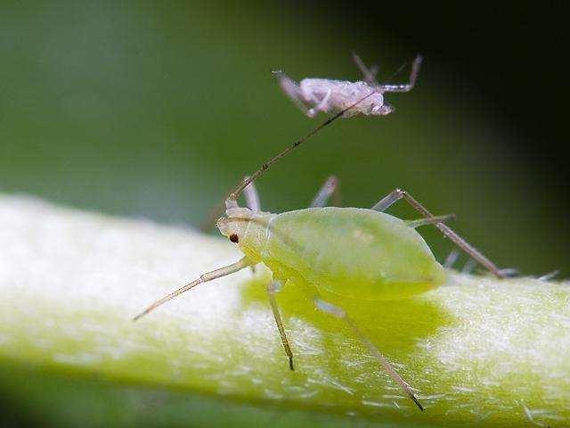 蔬菜长蚜虫怎么办