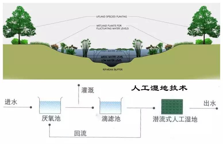 它是污水处理的一种方式,通过模拟湿地的生态系统净化污水.