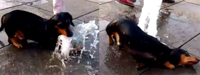 这只腊肠犬热爱戏水,把喷泉当成了自家泳池,在这里跳起了即兴舞蹈