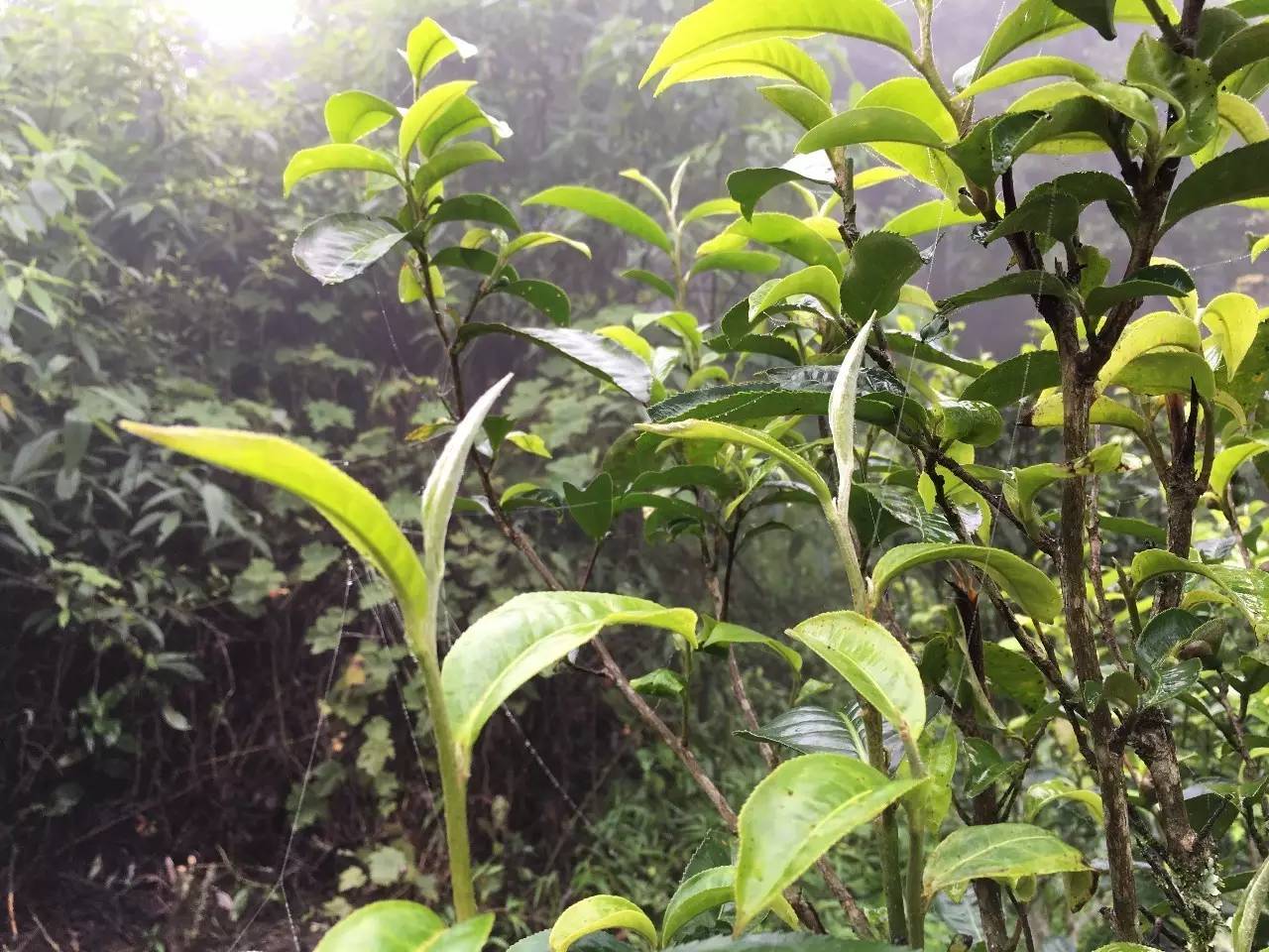 2017孔雀传奇,向您细细诉说班盆老寨的古树茶香!