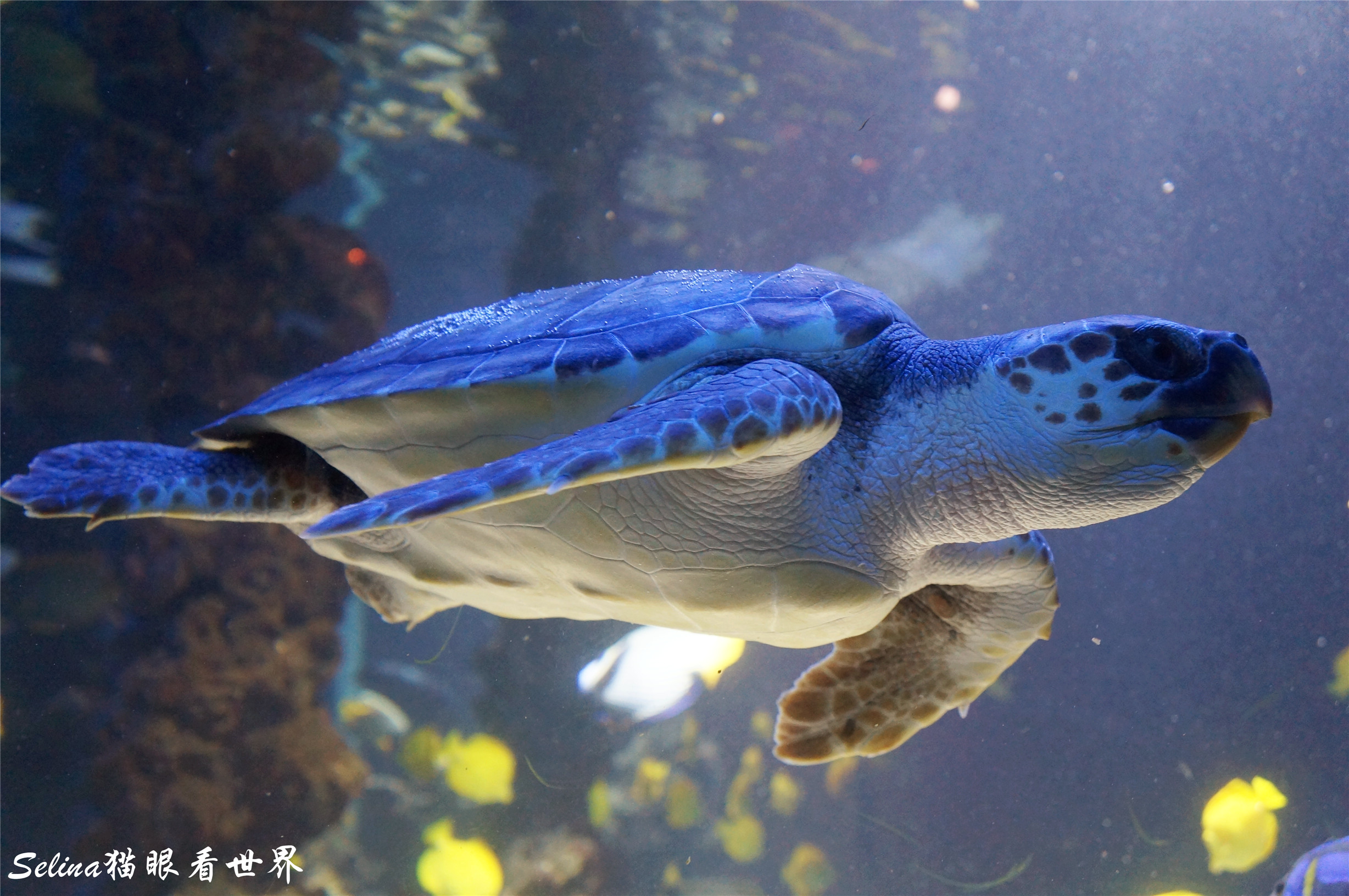 6000 只生物汇聚水晶宫,无论你来自地中海还是热带海洋