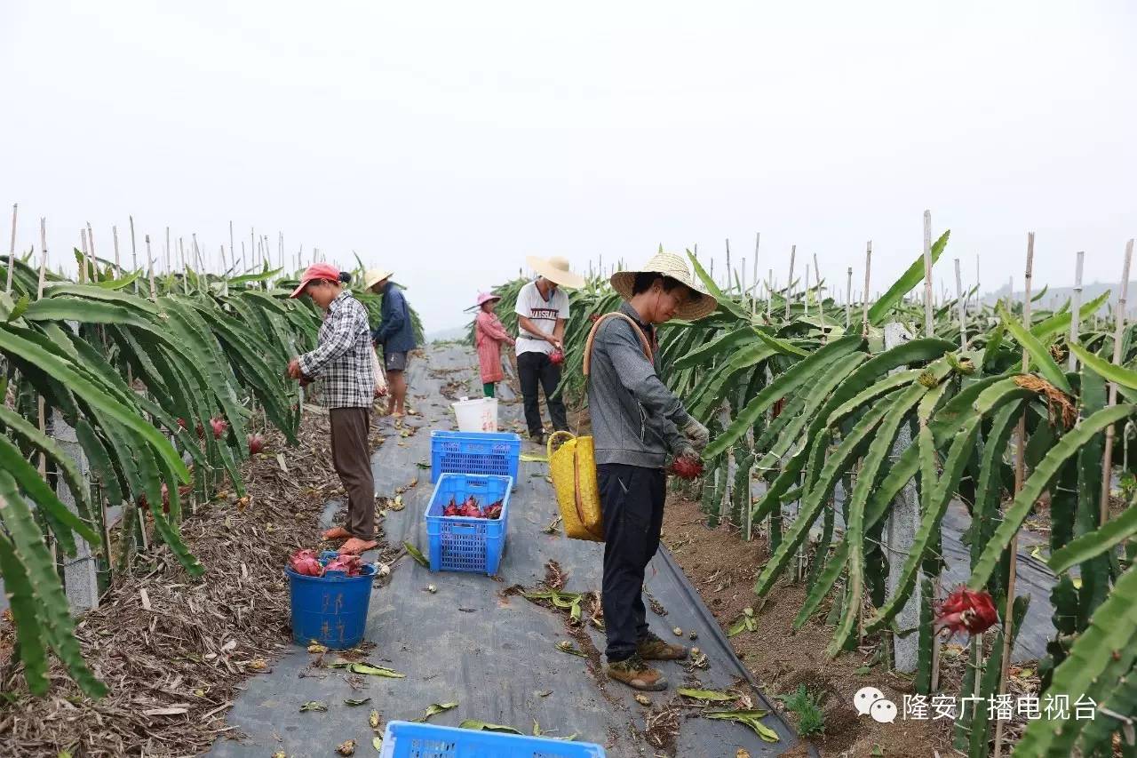 【点赞】那桐桂族火龙果 助力贫困户脱贫