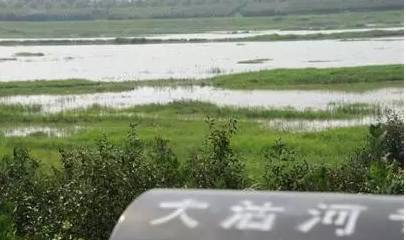 泄洪,降雨,平度大沽河可以抓鱼啦!