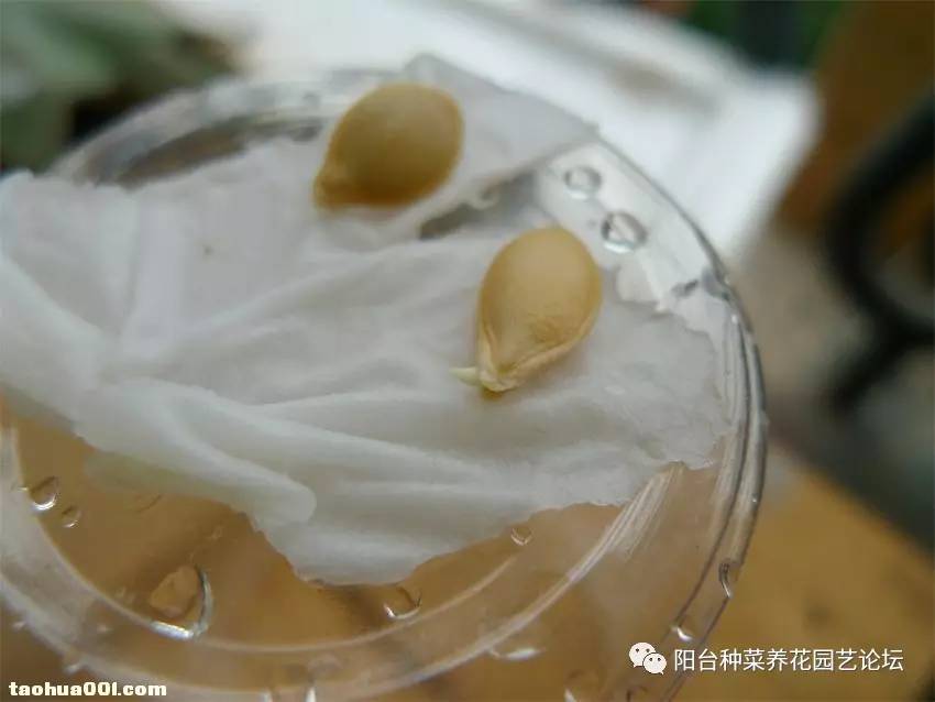 版主上神:把茑萝和玩具南瓜种子播种到花盆里,结果有