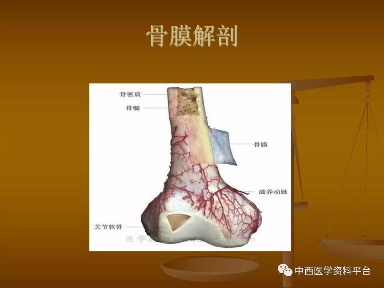 针刀拨法筋膜松解上篇