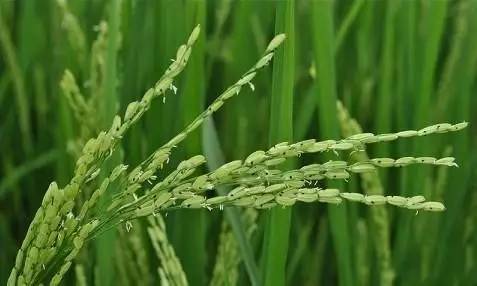 稻黍稷麦菽猜成语_稻粱菽麦黍稷的图片