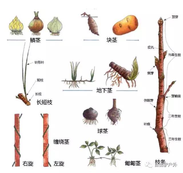 即使遇到不认识的植物,也可以根据它的形态描述,用关键词在网上立马搜