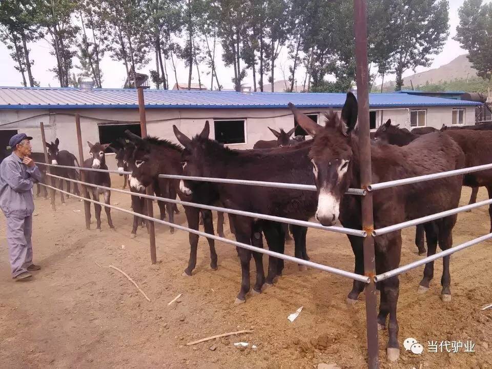 新手养驴驴舍应该这样建