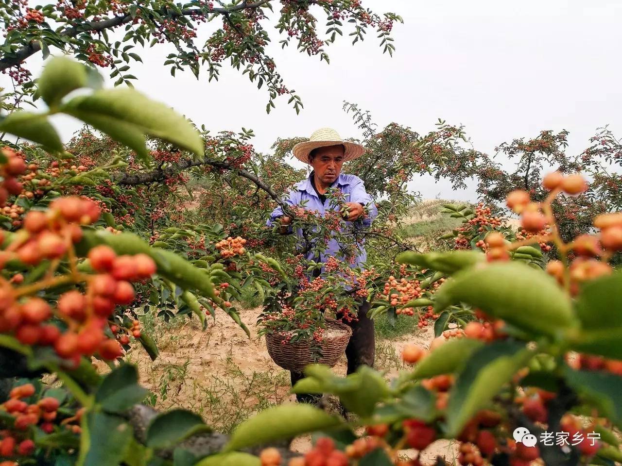 我在枣岭摘花椒,您在哪里