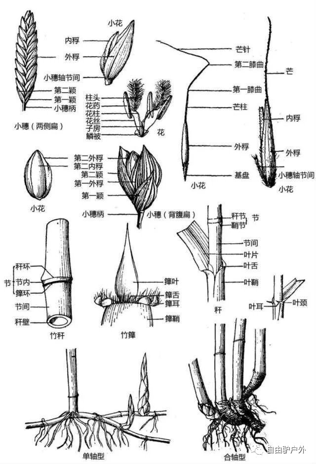 花 结构