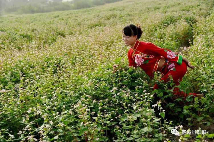 首届"中国 定边红花荞麦节"线路图,开幕时间,地址!快收藏!