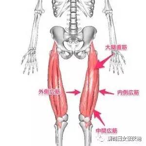 股四头肌腱止于髌骨上缘,有浅入深分别是直头,内外侧头和股中肌肌腱