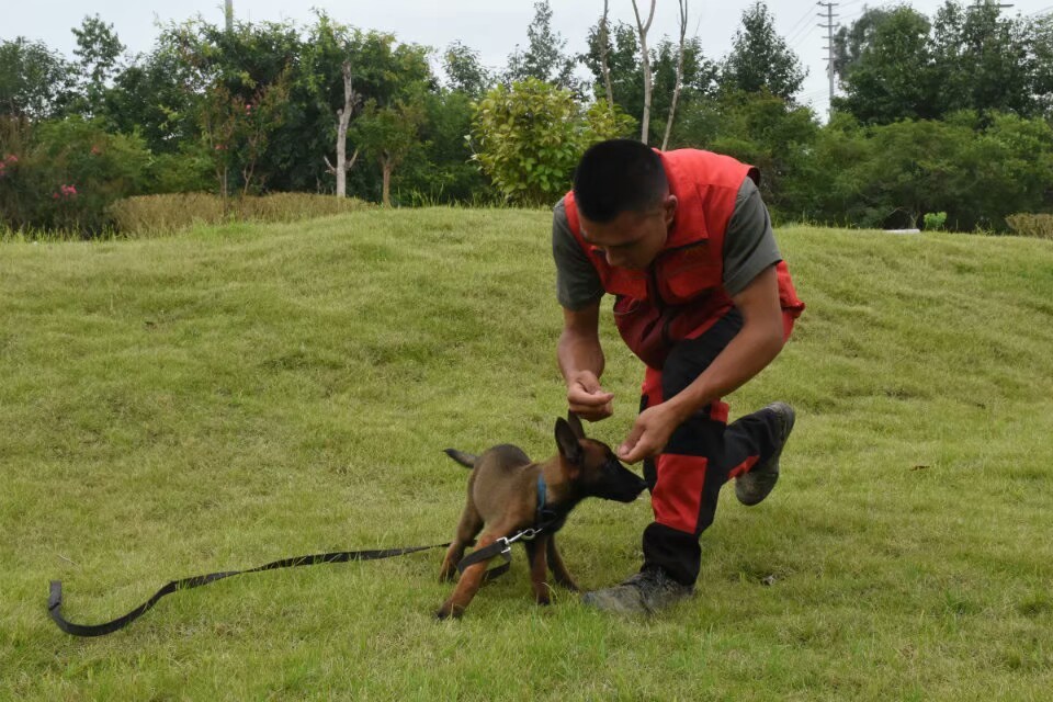 狼霸训犬技能集训班火热招募中,一个月成为训犬师!