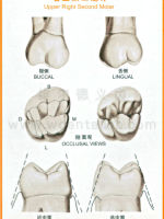 牙齿解剖形态图大全