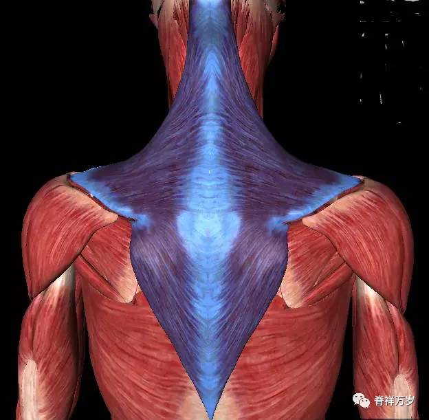 肩胛骨到底有多少块肌肉